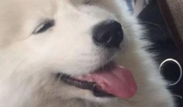 狗砸皮肤最新爆料,神秘外观与独特技能大揭秘！